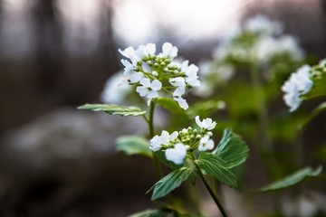 Весенний пейзаж, маленькие цветы на зеленой поляне в траве, дикая природа, растения