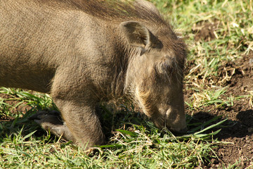 Warthog Kneeling to Eat