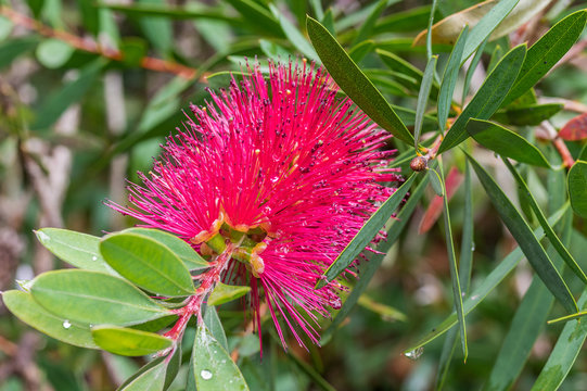 Schmalbl&auml;ttriger Zylinderputzer , Callistemon rigidus, nach einem Regenschauer