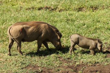 Warthogs in Ngoro Ngoro Crater