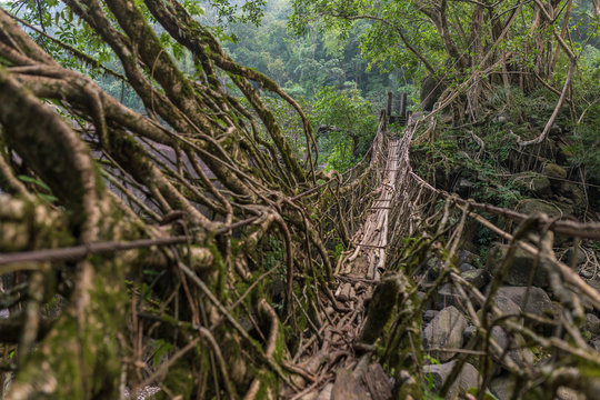 Living roots bridge near Nongriat village, Cherrapunjee, Meghalaya, India. This bridge is formed by training tree roots over years to knit together.