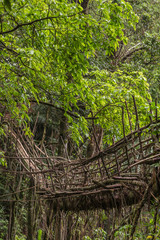 Living roots bridge near Nongriat village, Cherrapunjee, Meghalaya, India. This bridge is formed by training tree roots over years to knit together.