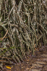 Living roots bridge near Nongriat village, Cherrapunjee, Meghalaya, India. This bridge is formed by training tree roots over years to knit together.