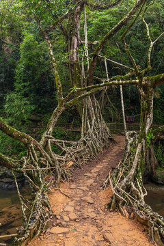 Living roots bridge near Riwai village, Cherrapunjee, Meghalaya, India. This bridge is formed by training tree roots over years to knit together.
