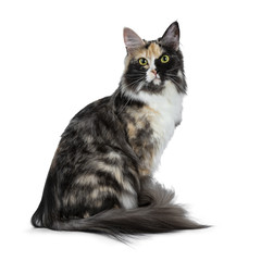 Beautiful black smoke tortie Maine Coon cat girl sitting side ways isolated on white background...