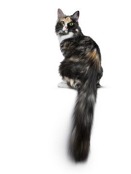 Beautiful black smoke tortie Maine Coon cat girl sitting backwards isolated on white background looking over shoulder into lens