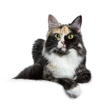 Beautiful black smoke tortie Maine Coon cat girl laying isolated on white background with one paw over edge and looking straight in lens