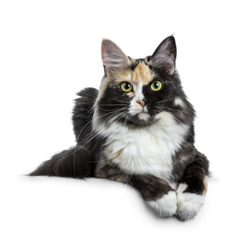 Beautiful black smoke tortie Maine Coon cat girl laying isolated on white background with two paws over edge and looking straight in lens