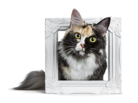 Beautiful black smoke tortie Maine Coon cat girl laying in white picture frame isolated on white background looking straight in lens