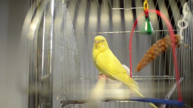 Yellow parrot sits in a cage