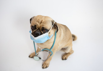 Cute pug dog being a doctor wearing a stethoscope and face mask. 