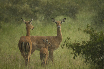 Naklejka na ściany i meble Family of Impalas in the Rain