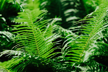 Group of green fern leaves in sun light in a forest on black background