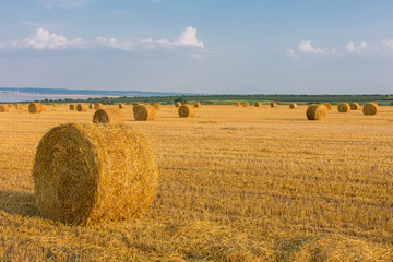 Fototapeta premium Field after harvest, Big round bales of straw