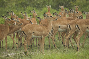 Herd of Impalas in the Rain