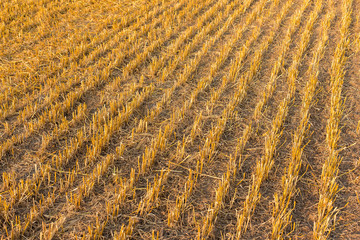 Field after harvest, Big round bales of straw
