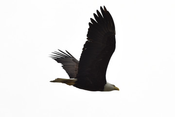 The American bald eagle (Haliaeetus leucocephalus) is the only eagle unique to North America.
