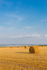 Fototapeta premium Field after harvest, Big round bales of straw