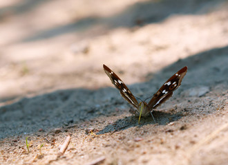 Butterfly with green proboscis. Butterfly Apatura ilia.