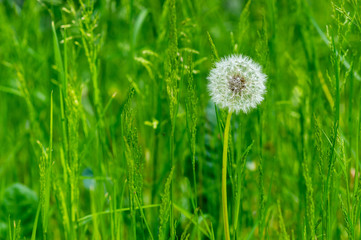 Single dandelion in a green meadow