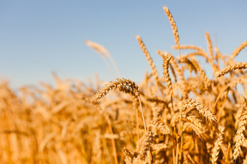 Golden wheat field under blue sky. Wheat crop. Close up nature photo, Idea of a rich harvest.