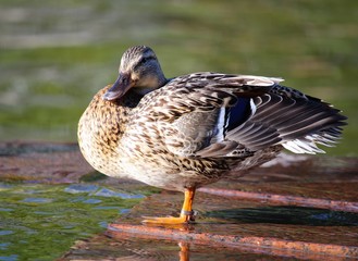 A duck at Kasprowicza Park, Szczecin Poland