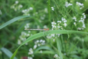 A dragonfly sits on a blade of grass