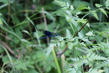 A dragonfly sits on a blade of grass