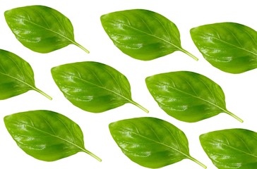 Top view fresh green Basil leaves isolated on white background, Flat lay, leaves pattern.