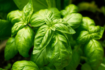 Basil in the greenhouse
