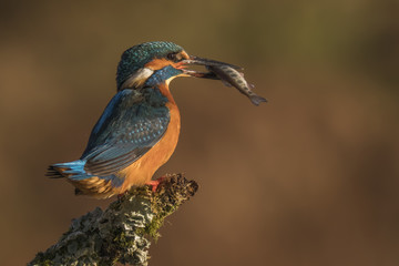 Obraz premium Common Kingfisher (Alcedo atthis), Dumfries and Galloway, Scotland, UK