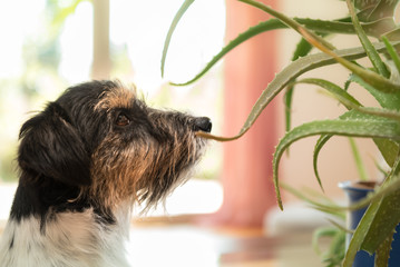 Dog sitting in an apartment and looking at an aloe vera plant - Purebred Jack Russell Terrier 3...