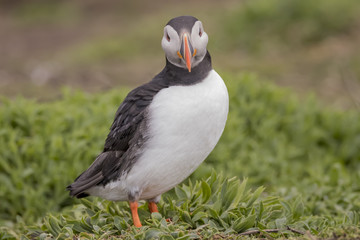 Atlantic Puffin (Fratercula arctica), Farne Island, Northumberland, England, UK