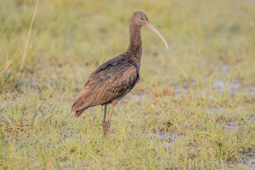glossy ibis (Plegadis falcinellus), Northumberland, England, UK