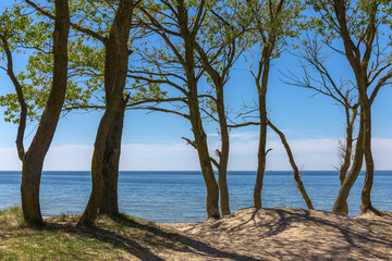 Fototapeta na wymiar Big trees growing on the sandy dune of the Baltic sea.