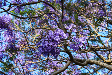 Purple blooming jacaranda tree branches closeup against turquoise sky - background - selective focus