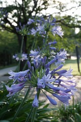 Tokyo,Japan-June 22, 2018: Agapanthus or African lily, summer-flowering perennial plant in the morning sun.