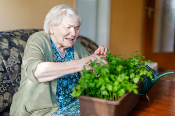 Senior woman of 90 years watering parsley plants with water can at home