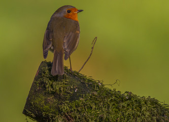 European Robin (Erithacus rubecula), Dumfries and Galloway, Scotland, UK