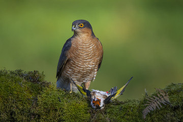 Eurasian sparrowhawk (Accipiter nisus), Dumfries and Galloway, Scotland, UK