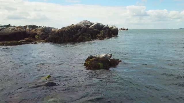 wild grey seal laying on the rocks in the sea near Dalkey Island, Ireland