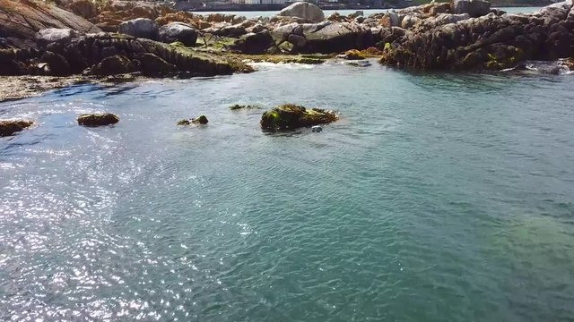 wild grey seal laying on the rocks in the sea near Dalkey Island, Ireland