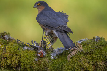 Eurasian sparrowhawk (Accipiter nisus), Dumfries and Galloway, Scotland, UK