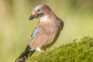 Eurasian jay (Garrulus glandarius), Dumfries and Galloway, Scotland, UK