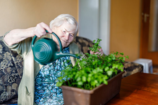 Senior Woman Of 90 Years Watering Parsley Plants With Water Can At Home