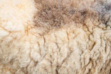 Background of fleece texture.