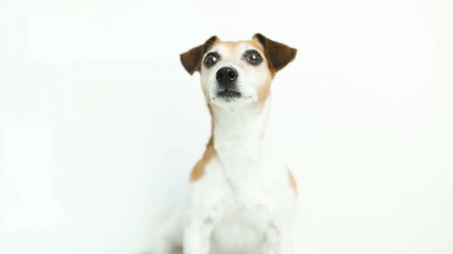 Cute dog portrait on white background looks closely at sides licking. Video footage