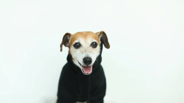 Happy funny dog Jack Russell terrier in black jumper looking to the cam. White background. Video footage