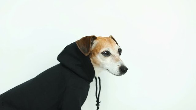 Cute dog Jack Russell terrier in black hoody view from the side. Profile. White background. Video footage