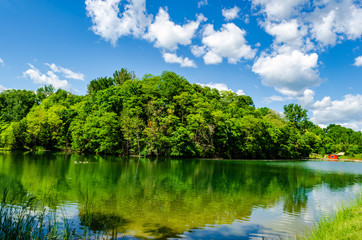 Fototapeta premium Rural pond's trees reflecting in the calm water as a family of geese swim by